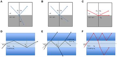 Optical Properties of Nanostructured Silica Structures From Marine Organisms